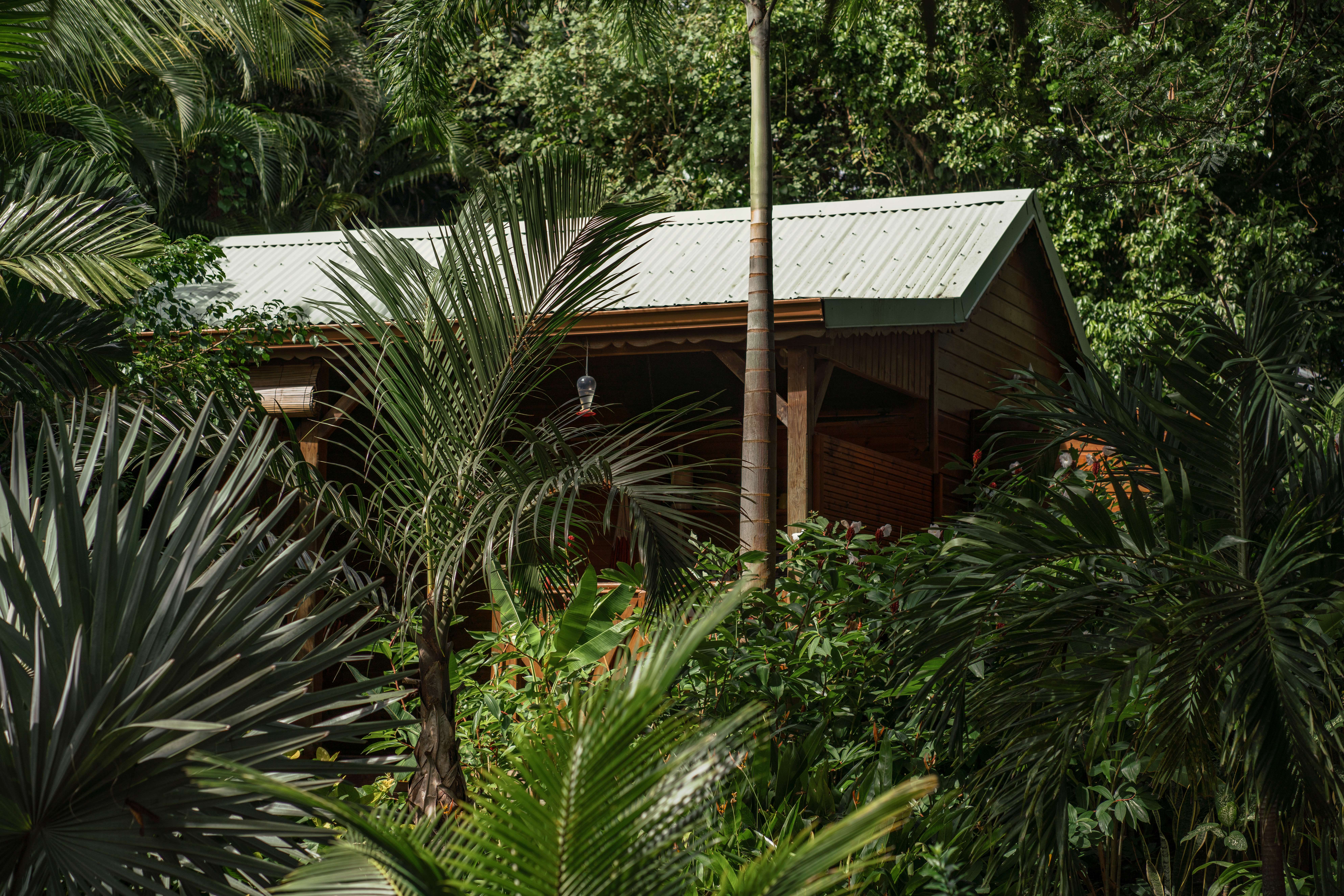 Évasion créole : cabane en bois au cœur de la Guadeloupe