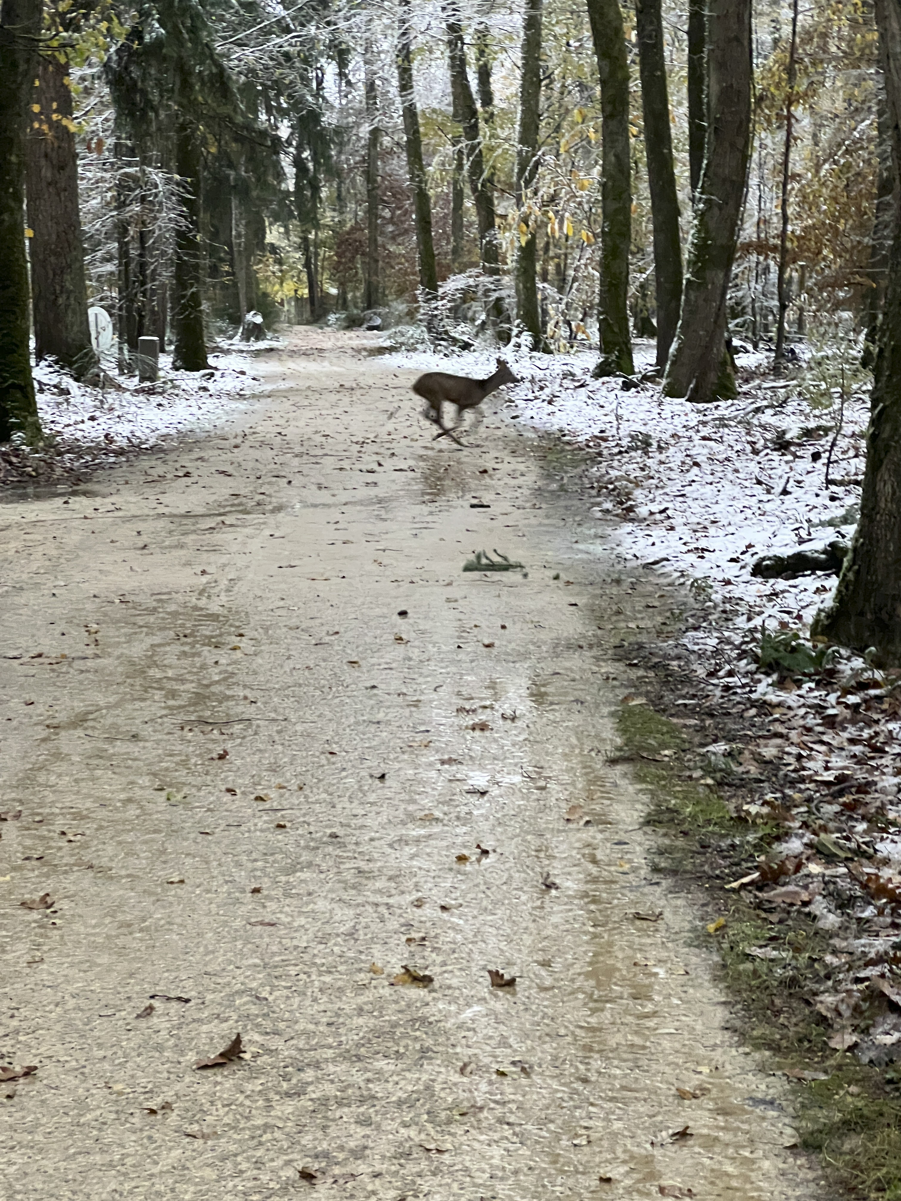 Lodge Moody Wood, une suite sur pilotis avec spa privatif à Esvres-Sur-Indre — environnement naturel