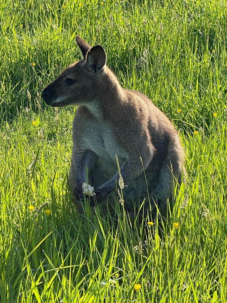 Dormir avec des kangourous — Expérience insolite à Gers à Dému — cuisine