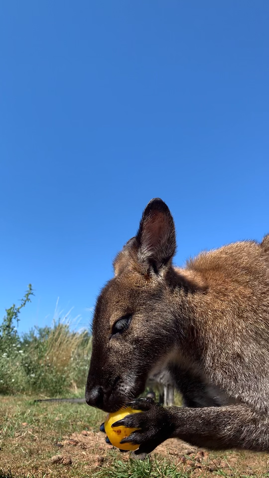 Hutte au milieu des wallabies : une expérience unique en Midi-Pyrénées à Dému — chambre