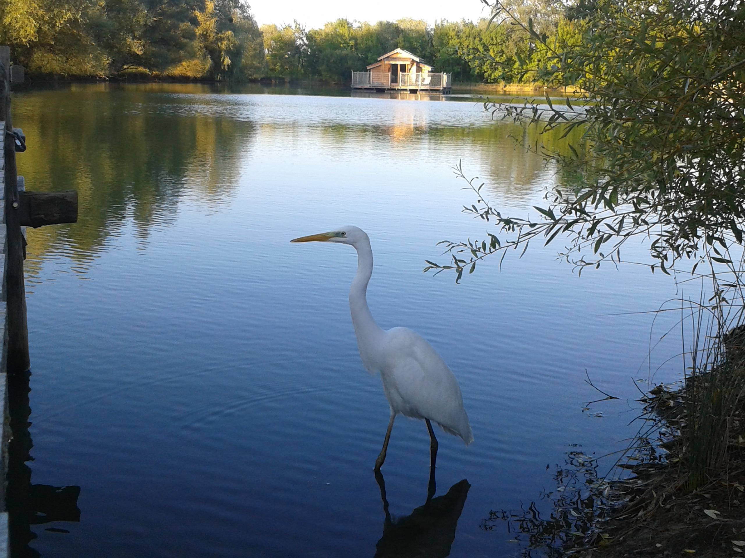 Cabane des Saules : une échappée belle sur l'eau en Aquitaine à Douzains — vue depuis la terrasse