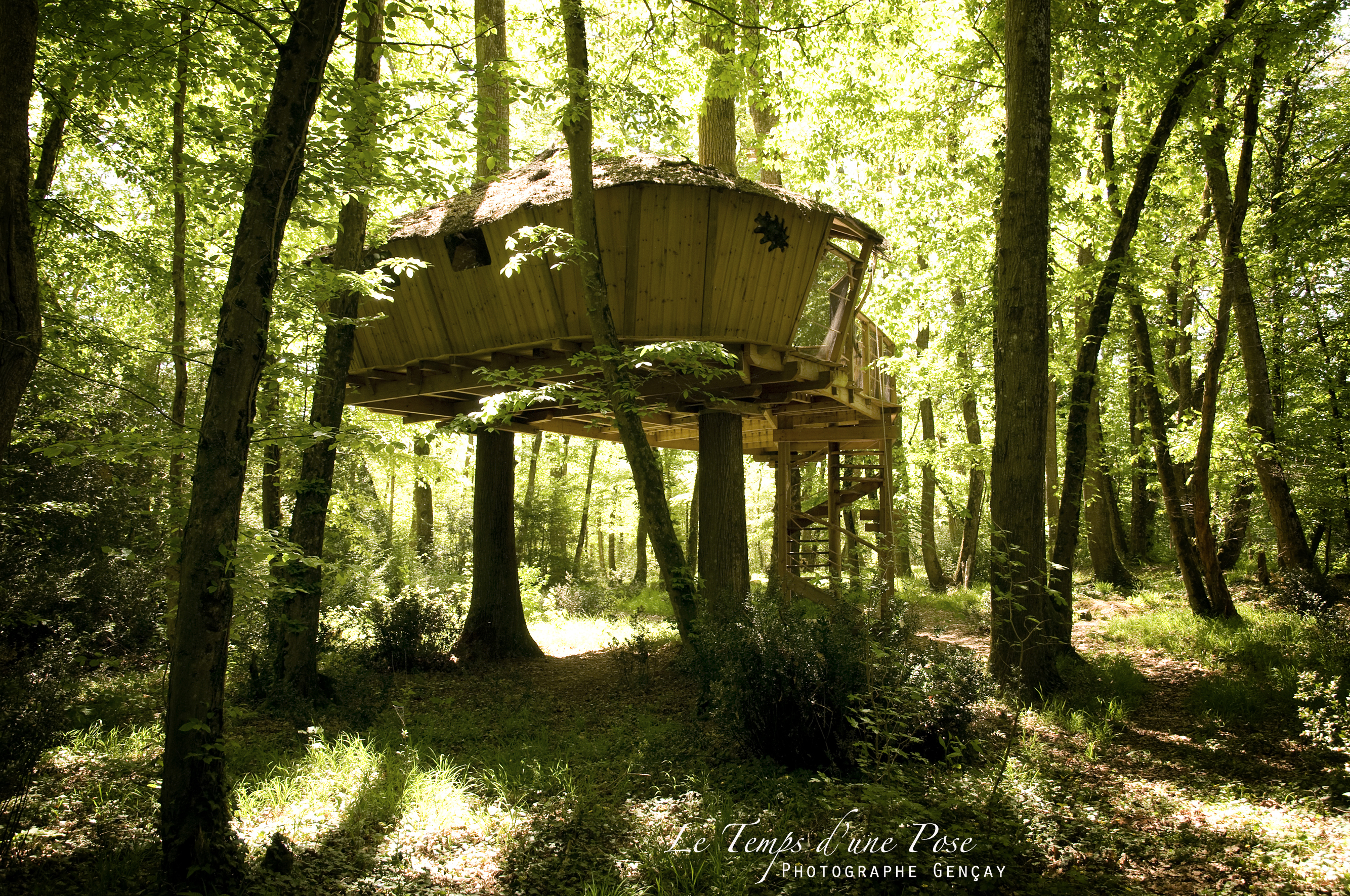 Cabane des Chimpanzés : une immersion dans les arbres