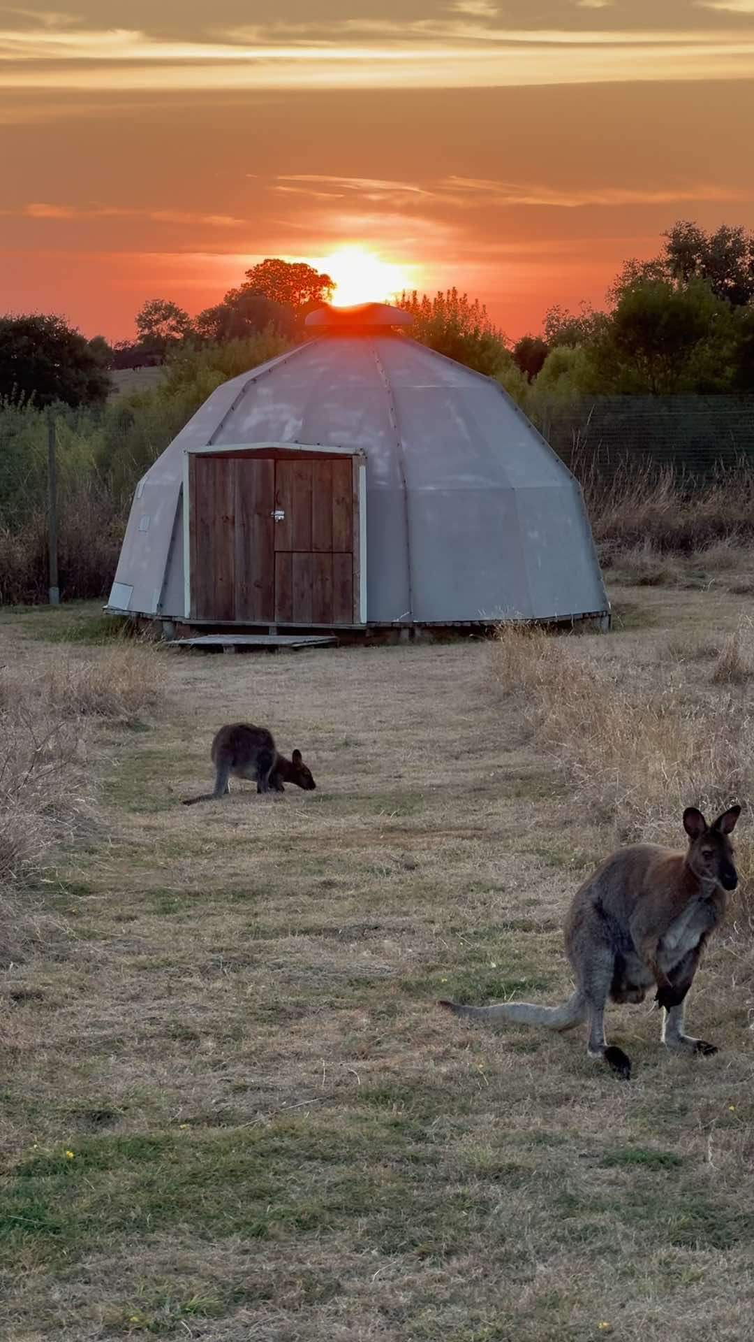 Photo 3/7 — Autre « Dormez avec des kangourous — Expérience insolite à Gers » à Riguepeu Gers