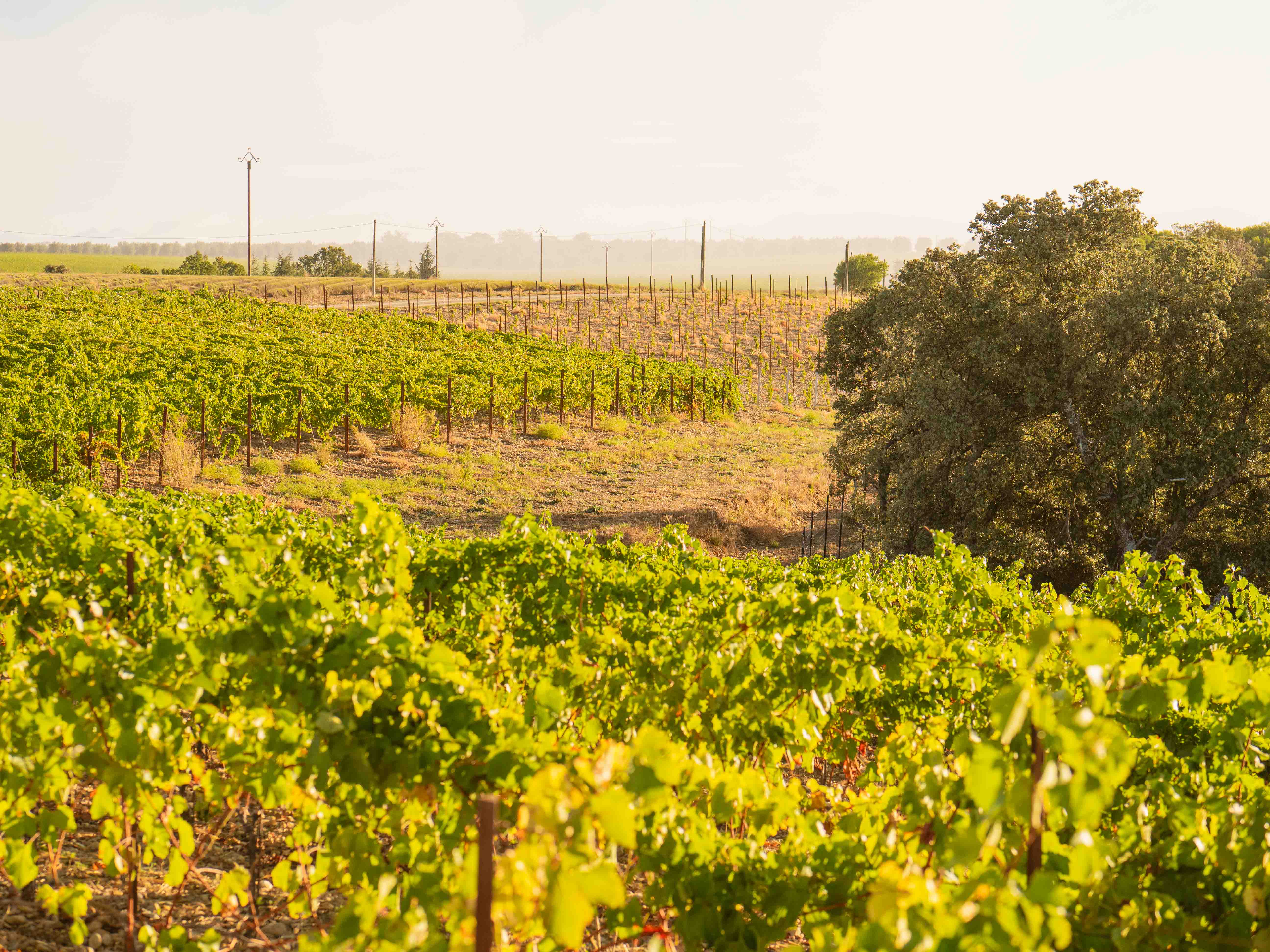 Les Lavandes : une expérience unique en tente lodge à Valensole — environnement naturel