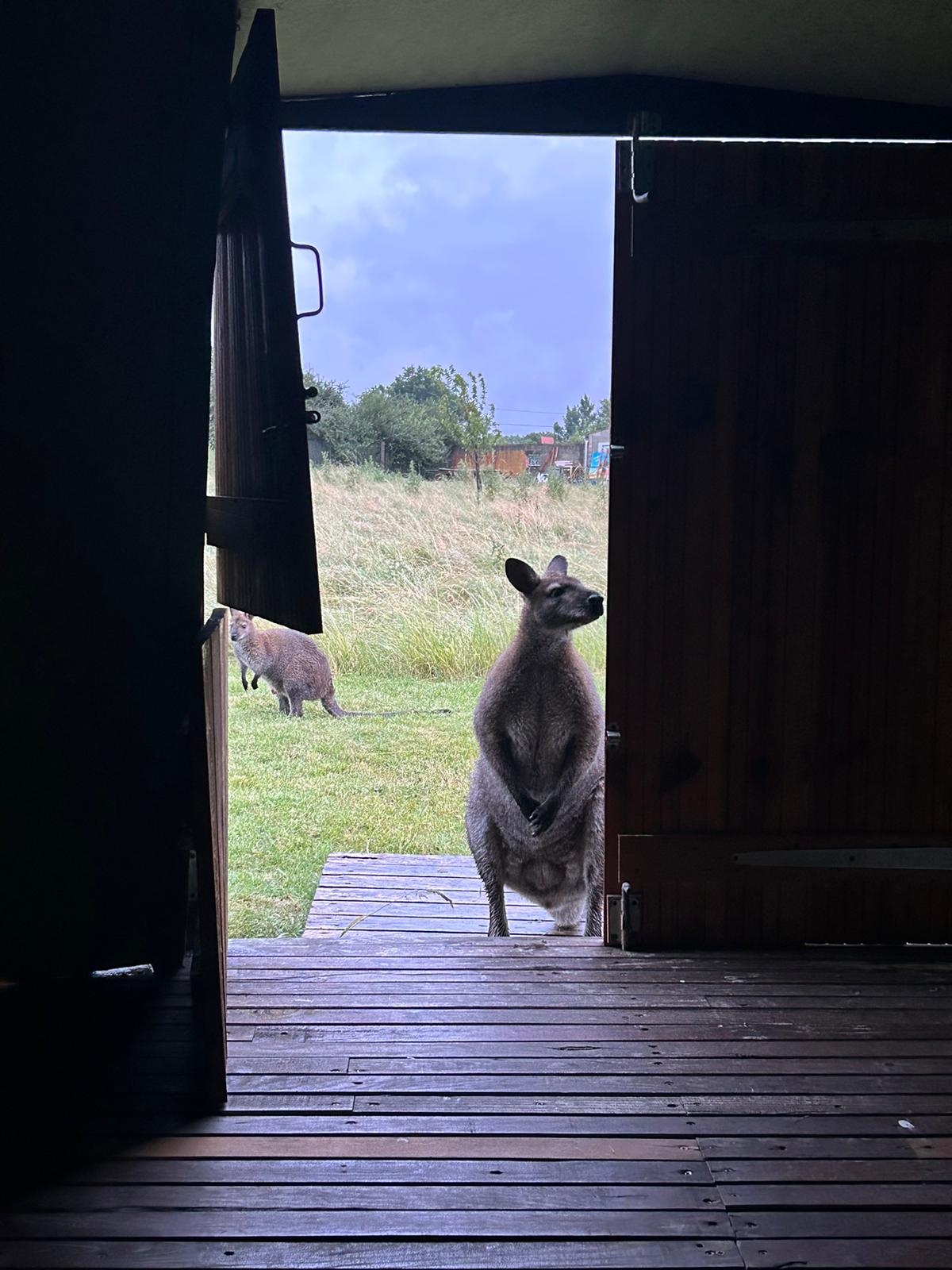 Photo 2/7 — Autre « Dormez avec des kangourous — Expérience insolite à Gers » à Riguepeu Gers