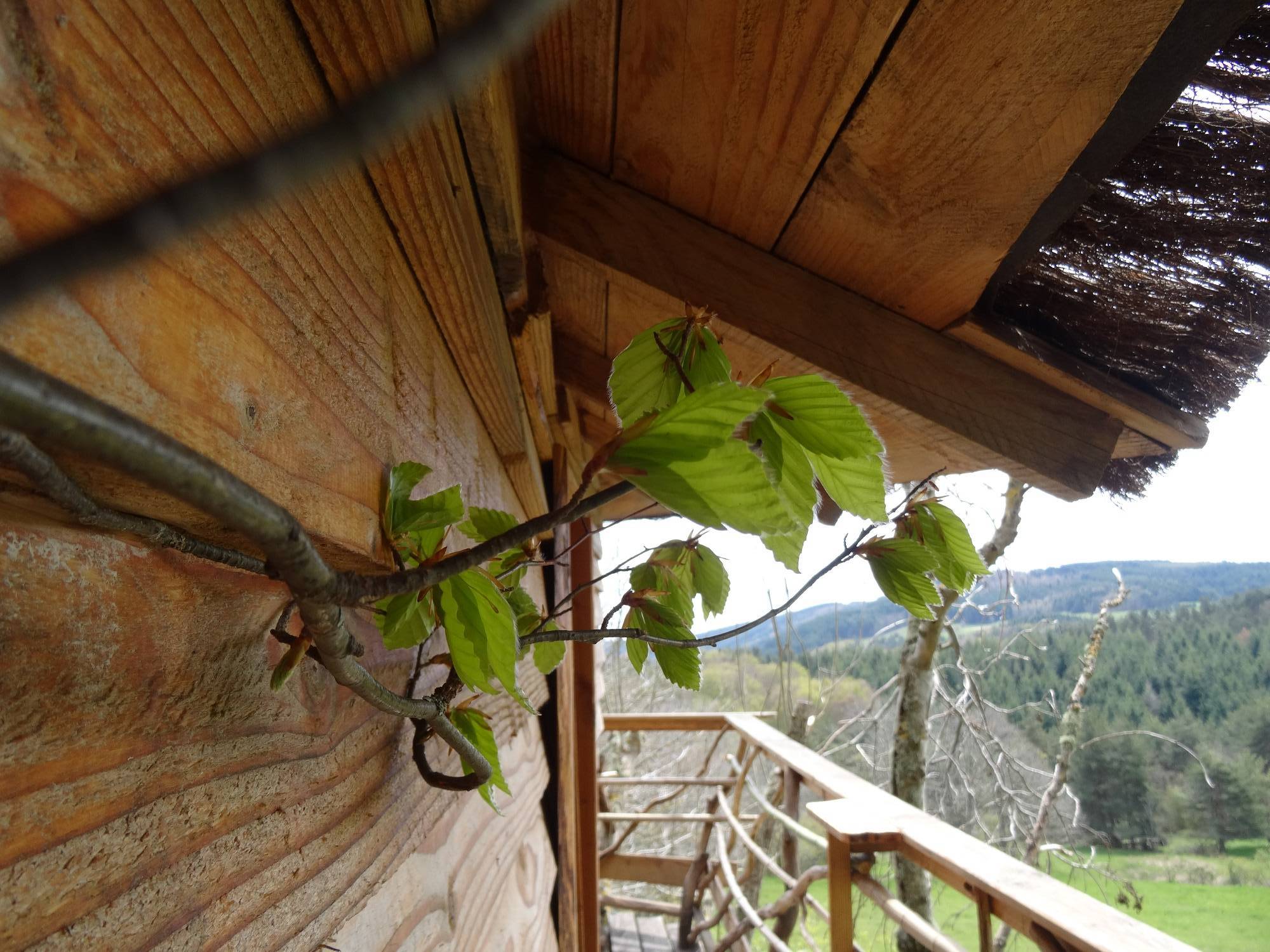 La Cabane des Fayards : une expérience suspendue dans les arbres à Saint Agrève — détail architectural
