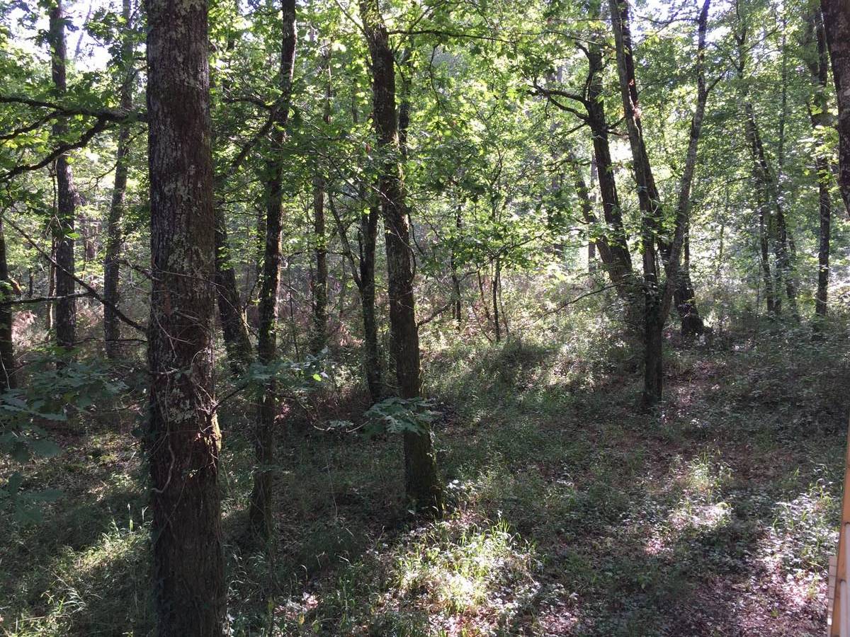 Bulle Spa Petit Verdot