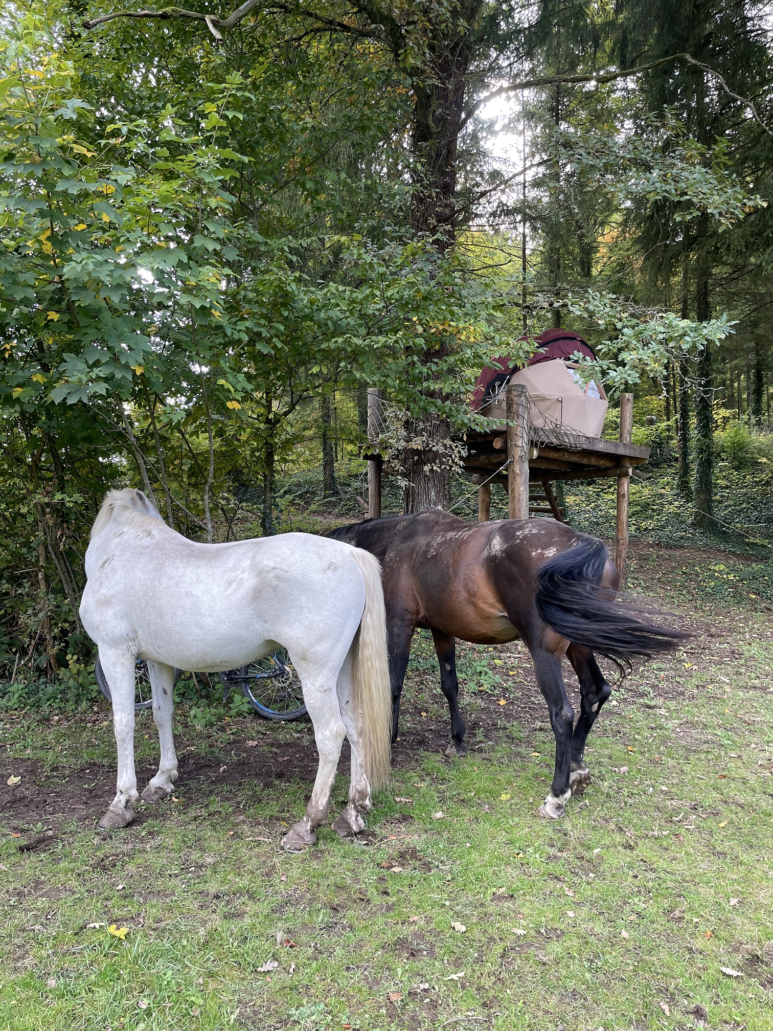 Petite Ourse — Dôme perché à 4m dans les arbres en Meuse à Saint-Remy-la-Calonne — vue depuis la terrasse