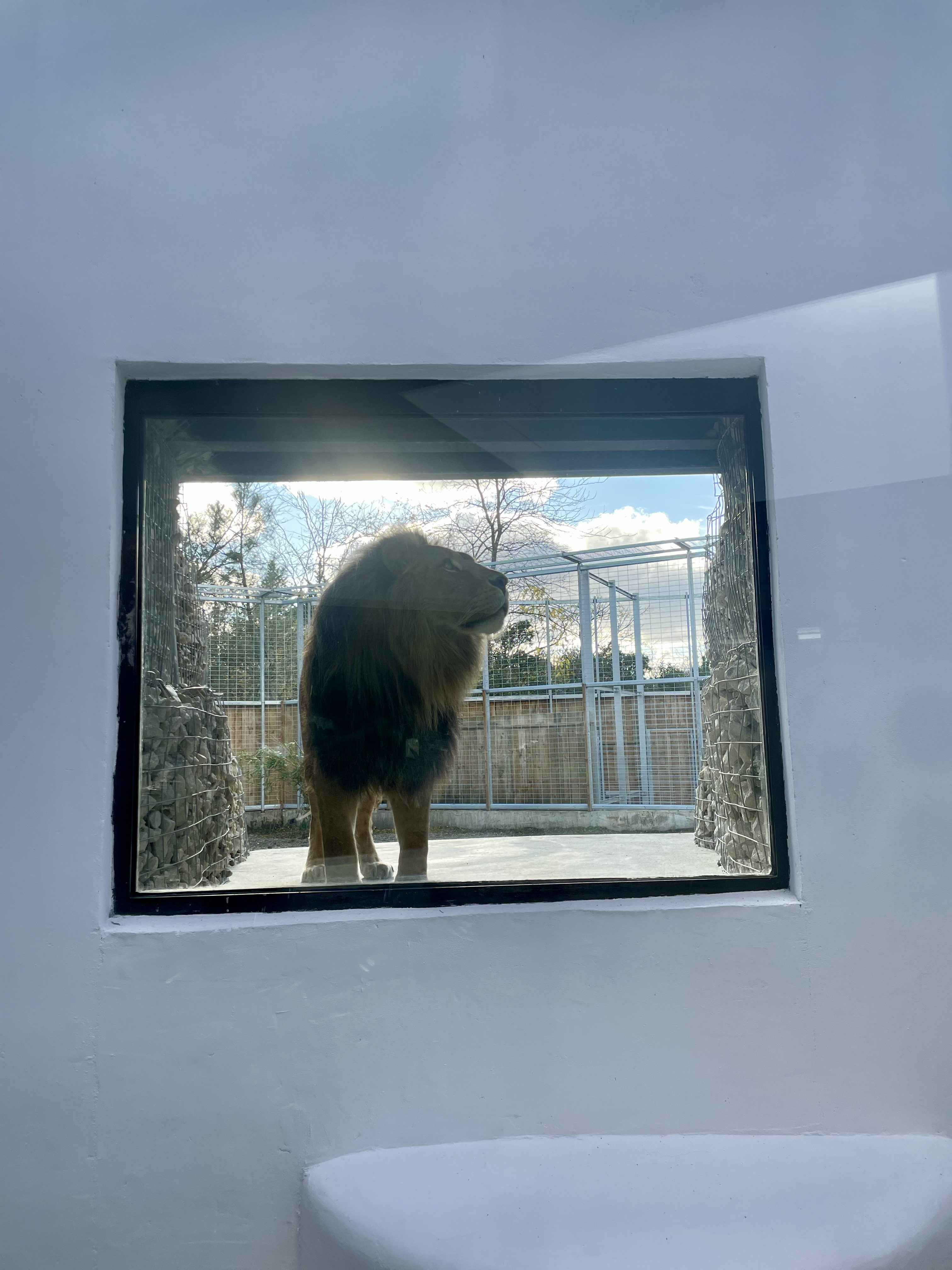 Lodge Lions : une expérience immersive en Aquitaine à Pessac — environnement naturel